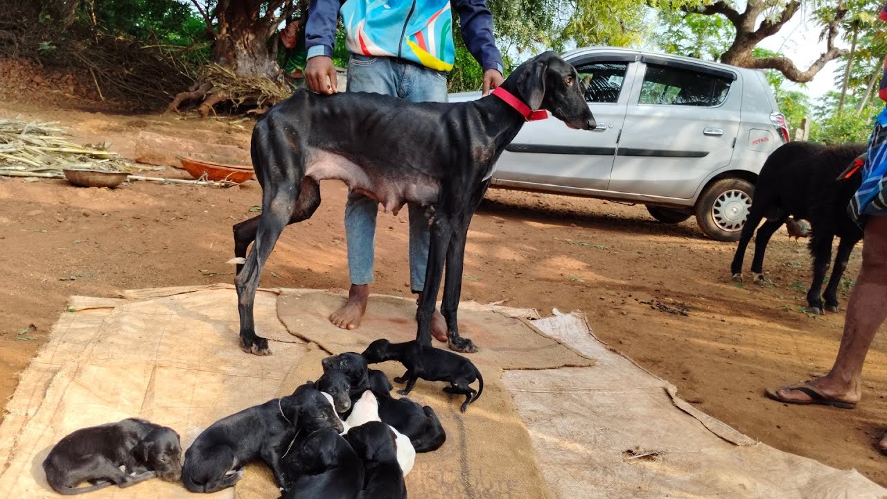 pure black Mudhol hound puppies available 8762722679 for booking location Bagalkot district Mudhol