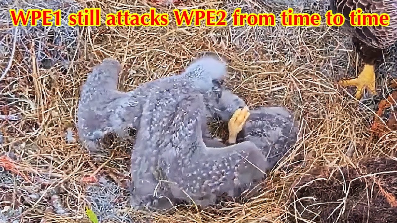 #133🦅🐥22°🐥17°／Winter Park Eagle Nest 2026／Against All Odds:One-Eyed Mom／by Winter Park Eagle Cam