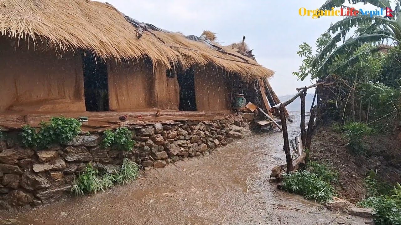 Nepali Mountain village life into the Rainy Season || Daily Activities of Rural village in Nepal