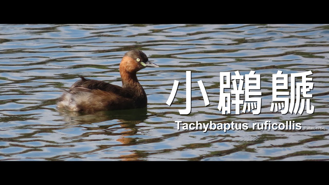 今天不潛水 — 小鸊鷈
