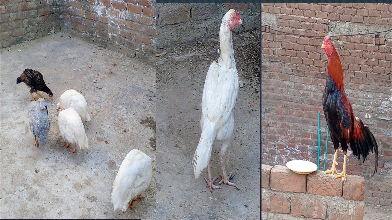 Daliy vilonG aaj #Hera #Madi yah #Lakhi #Madi na #EEG diyaka 