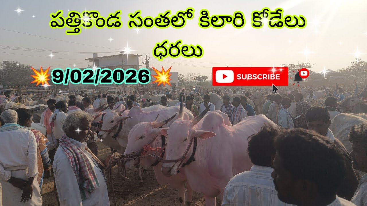 పత్తికొండ సంతలో కిలారి కోడెలకు పలికిన రేట్లు//#pattikonda bull's video's #viralvideos #trending 