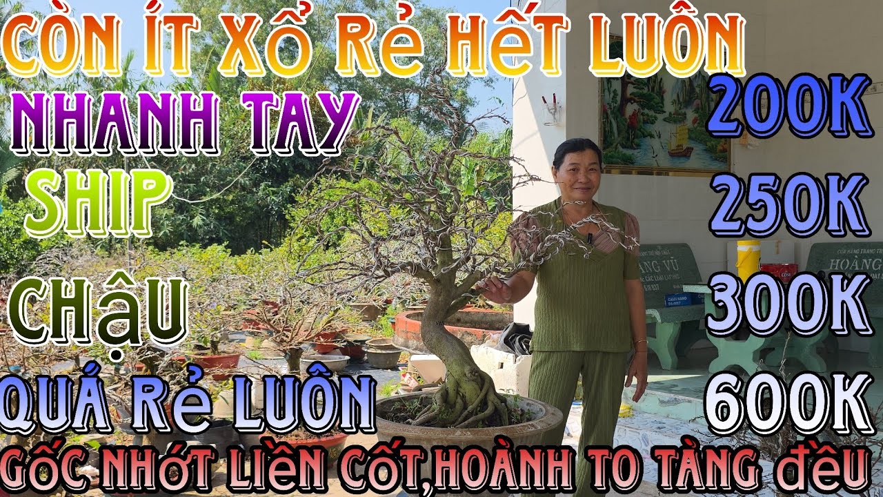 2/2/2026☎️0395531739(chắc nguyễn)🔥xổ rẻ dọn vườn 22 mã số hàng bonsai già mùa đế víp ship luôn chậu