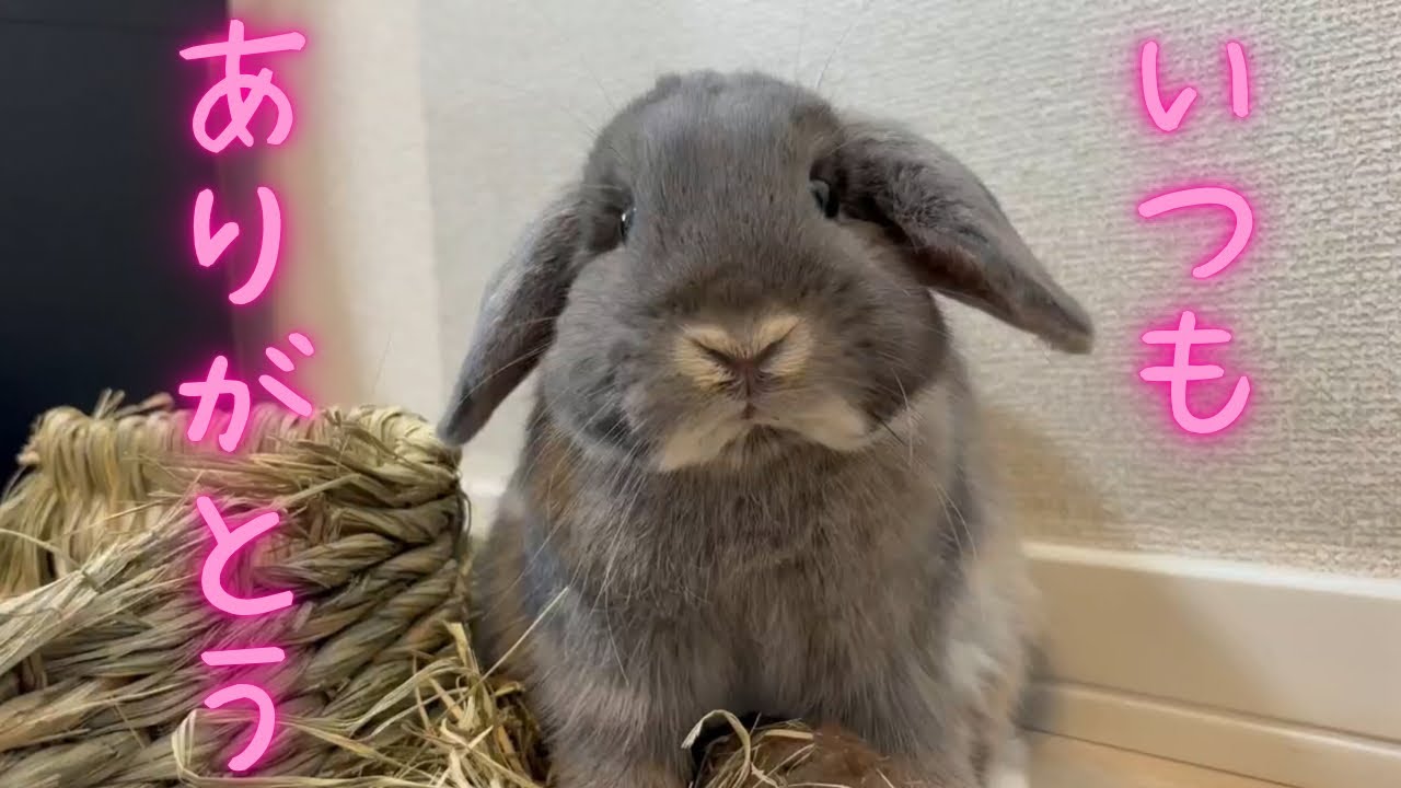 うちのうさぎと細やかなお祝いをしてみました🎉