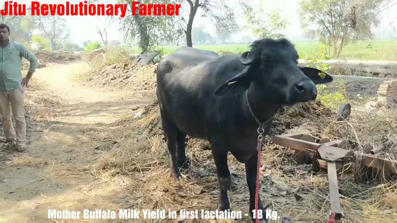 FOR SALE-Rs 2 Lakh (Milk 24+) Murrah Buffalo @ Village Chamariya, Rohtak. Contact no.9812529111