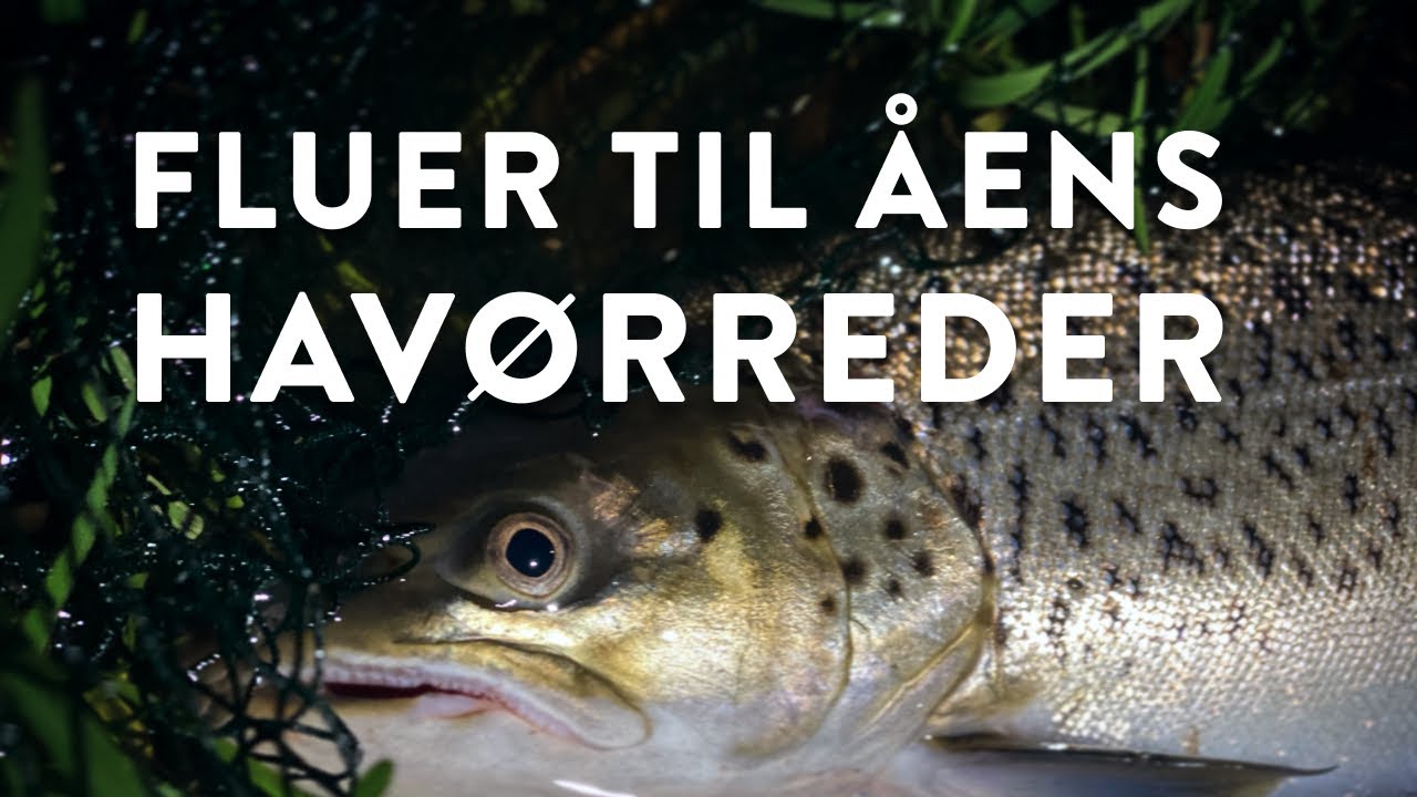 Vi binder havørredfluer til åen