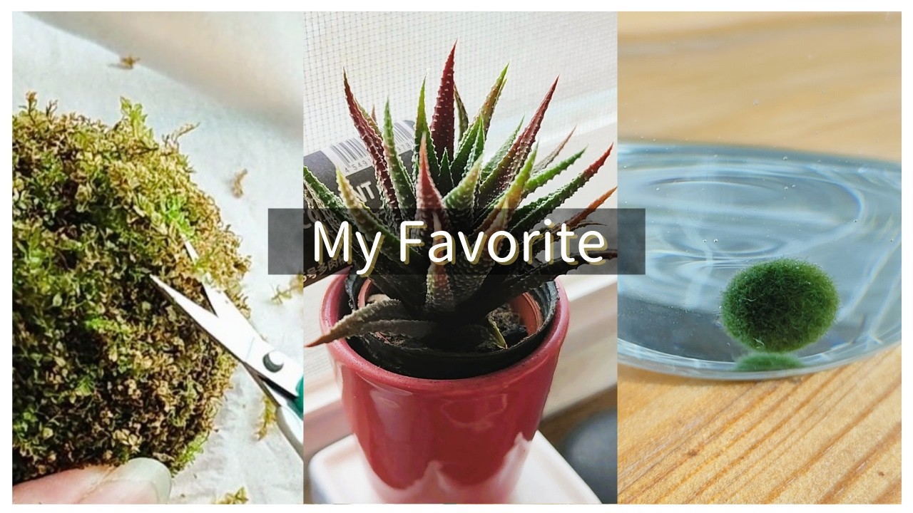 我が家の枯れない？植物たち