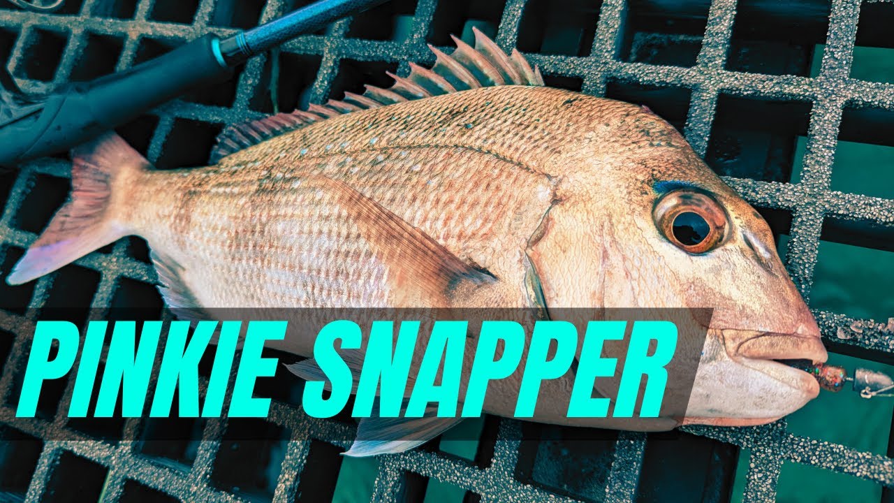 Drag SCREAMING Landbased Ultralight Pinkie Snapper Fishing!