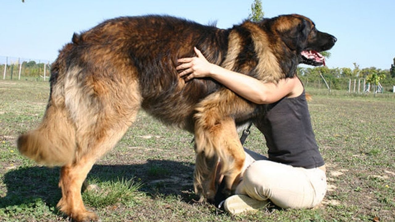 Top 10 Heaviest Dog Breeds