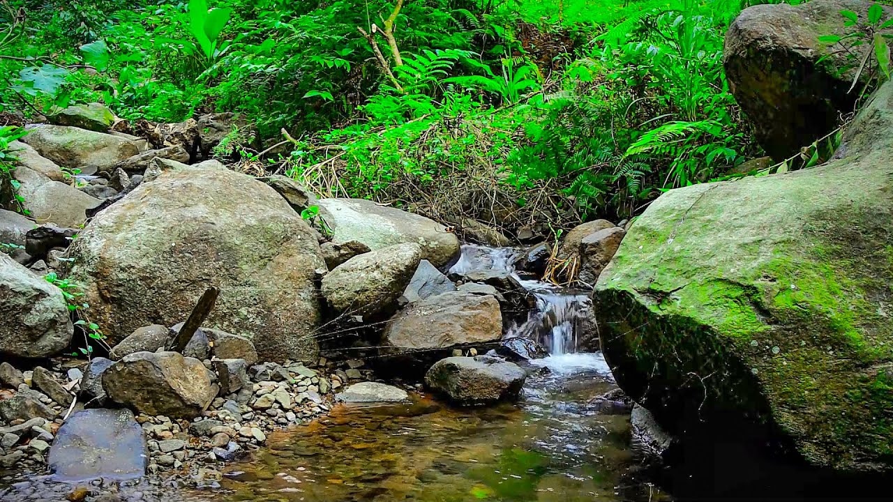 Beautiful Birds Chirping in the Forest - Flowing Water Sounds for Sleep & Relaxation