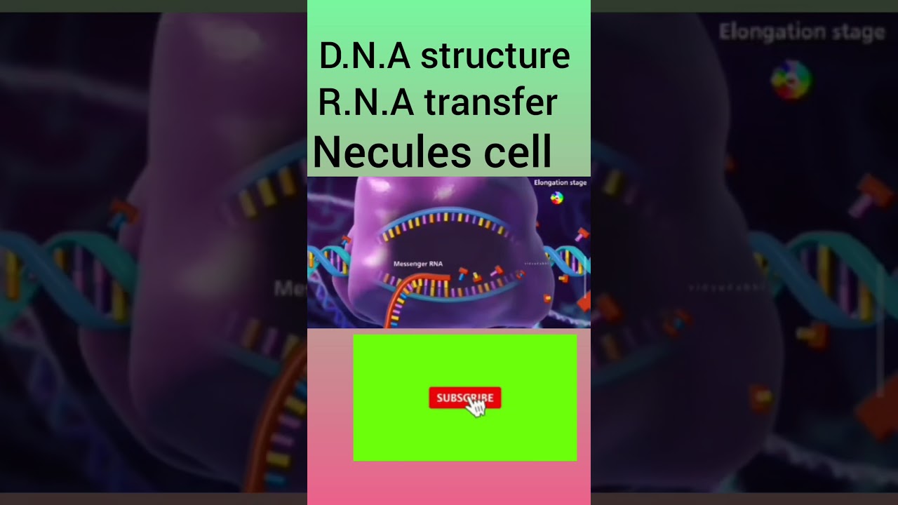 D.N.A and R.N.A ka structure kesa hota ha