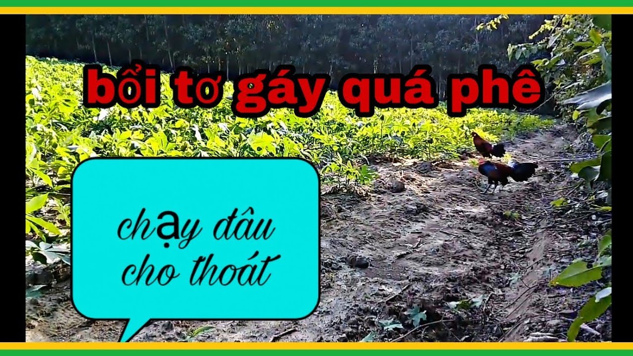 BẪY GÀ RỪNG MỚI NHẤT QUÁ NHANH VÀ CÁI KẾT