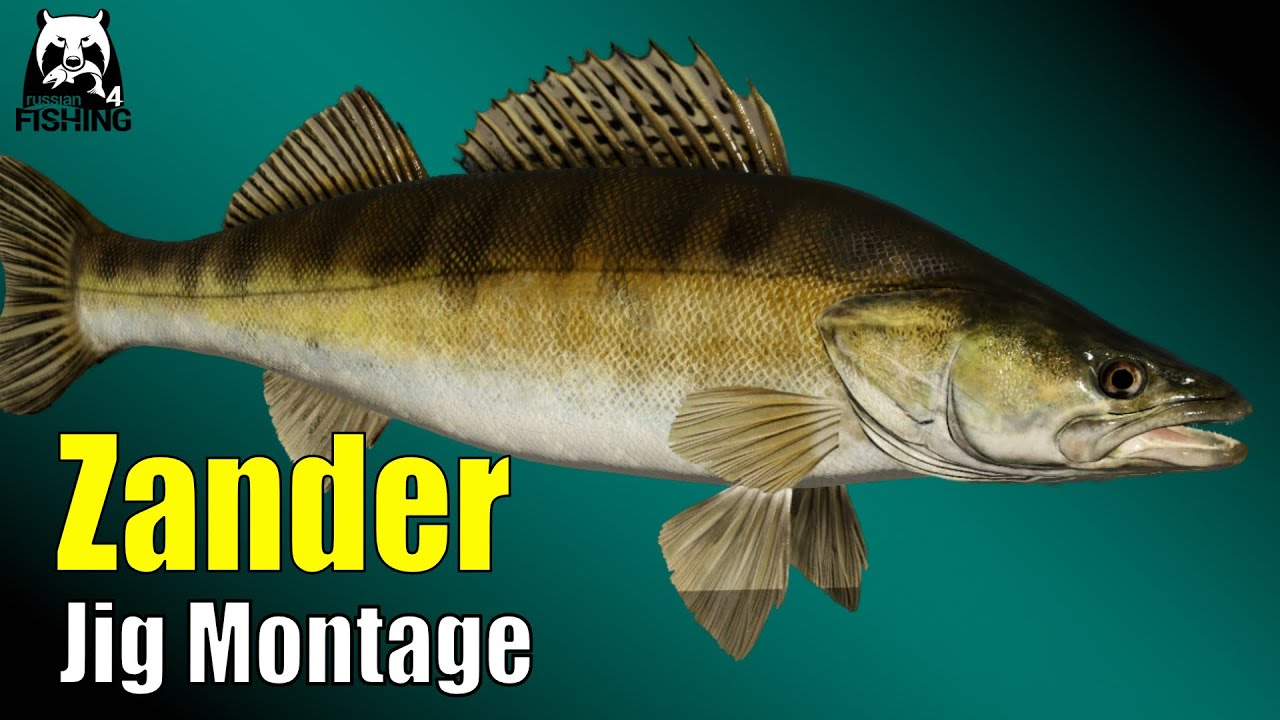 Russian Fishing 4 - Wolchow - Zander angeln auf Jig Montage, K&ouml;der Testen und Spots suchen #rf4