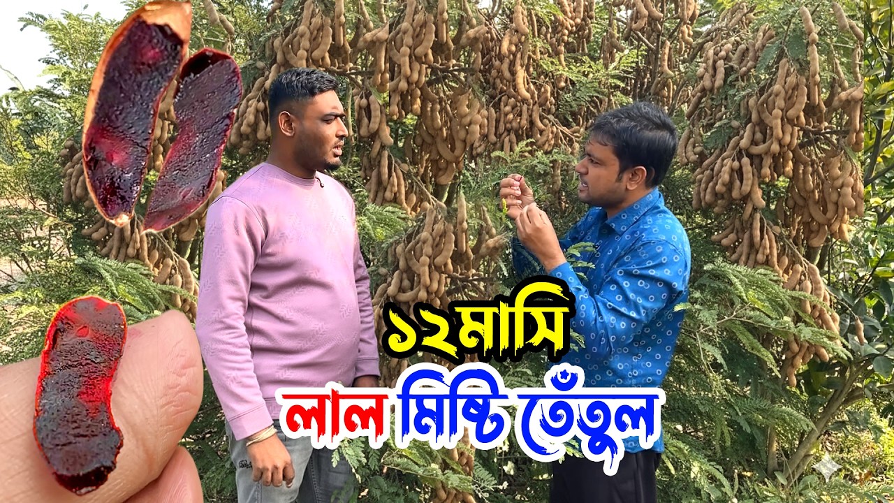 বাংলাদেশে এই প্রথম বারোমাসি লাল মিষ্টি তেঁতুল চাষ করে সাড়া ফেলেছেন তরুণ কৃষক | Nil Bangla Krishi