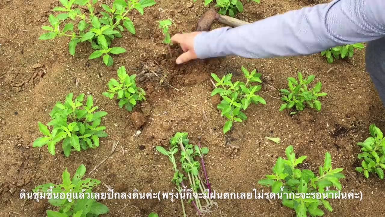 กะเพราใช้ก้านแช่น้ำปลูก13.06.2016