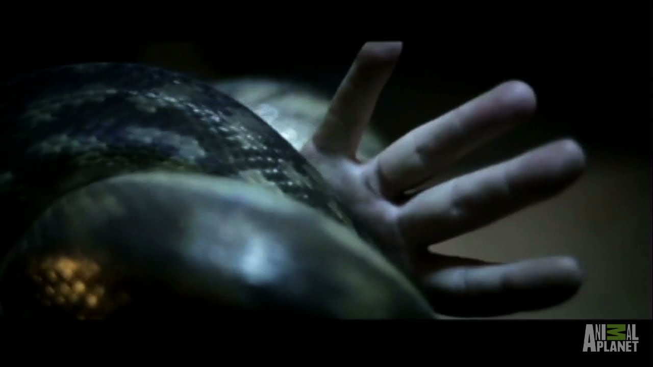Pet Python Attacks | Fatal Attractions
