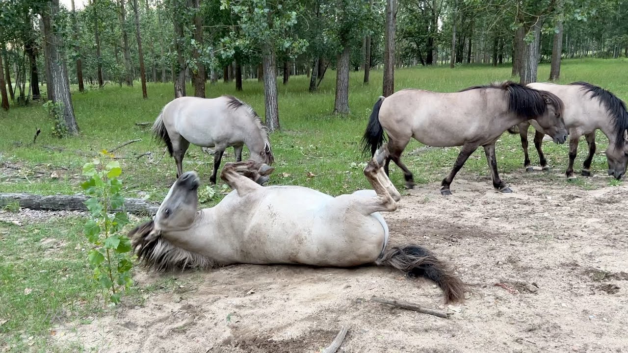 Konikpferde - Hobrechtsfelde