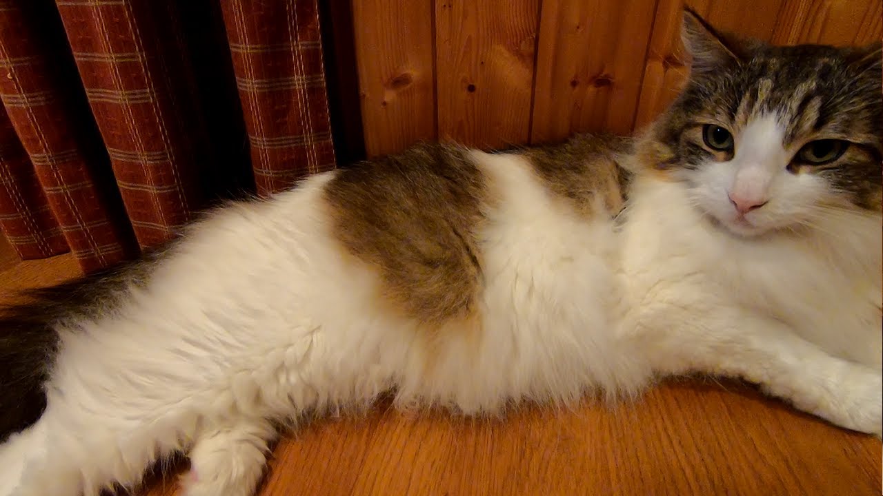 胸水の溜まった猫の呼吸