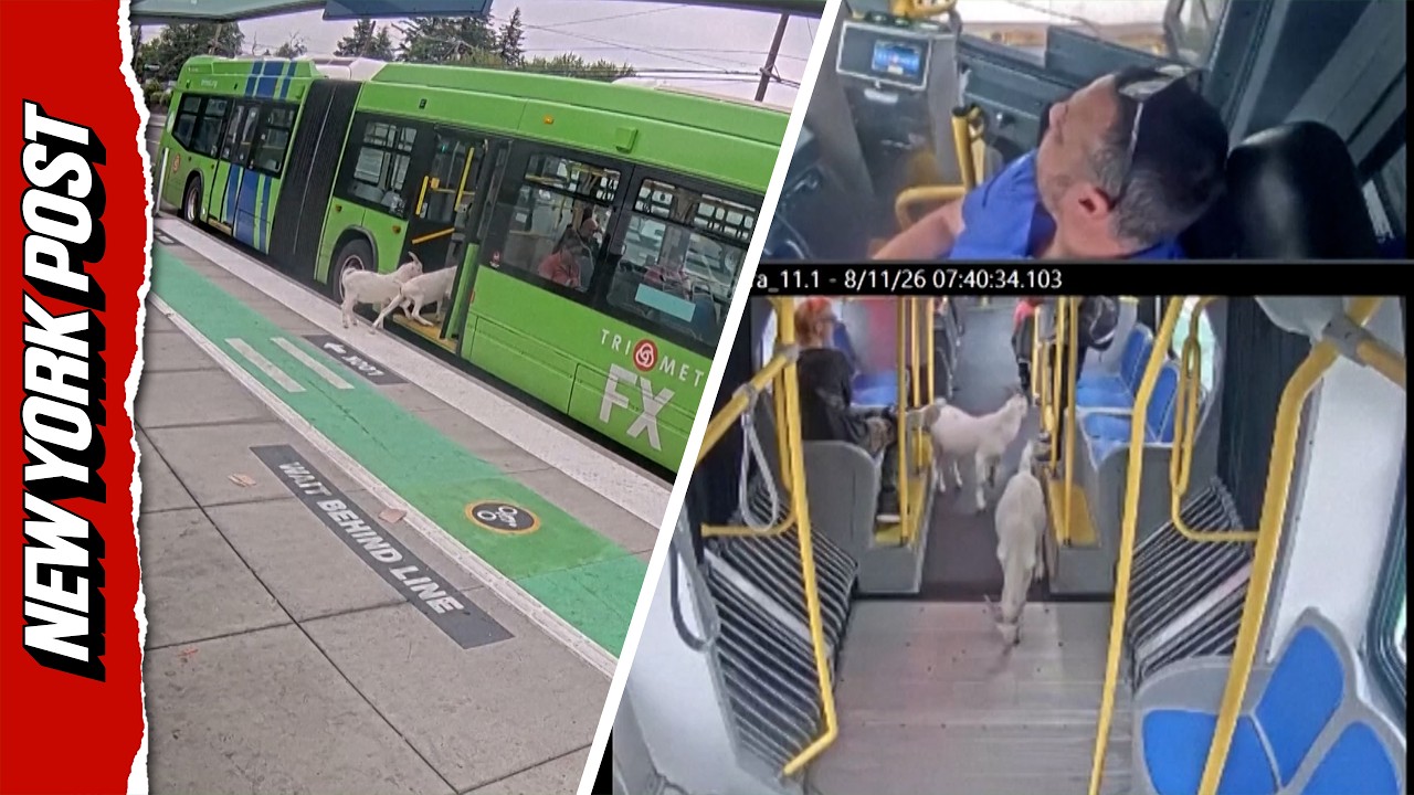 Runaway Goats Try to Catch Portland Bus, Get Booted by Passengers in Hilarious Video