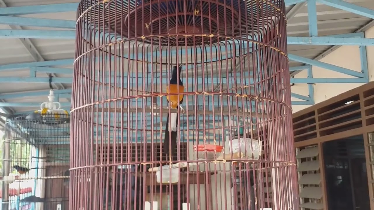 MURAI MUDA HUTAN DITREK SUPAYA EMOSINYA BAGUS...