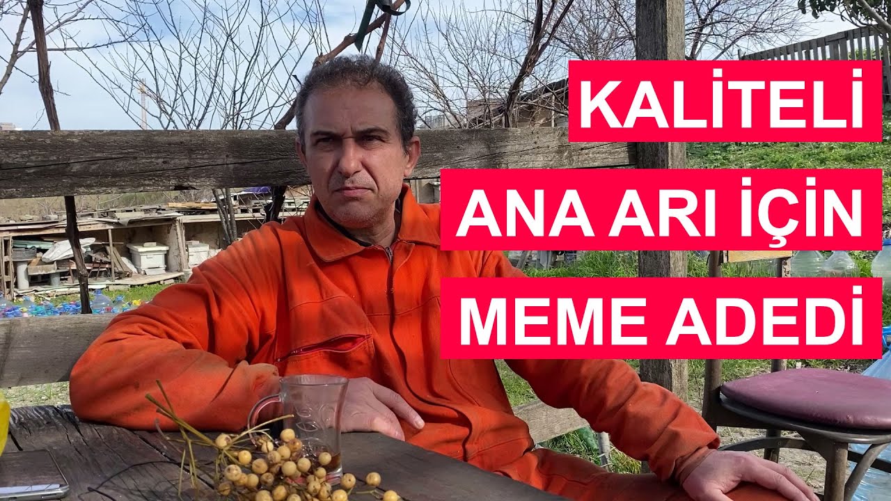 Kaliteli Ana Arı Üretmek İçin Yüksük Adedi
