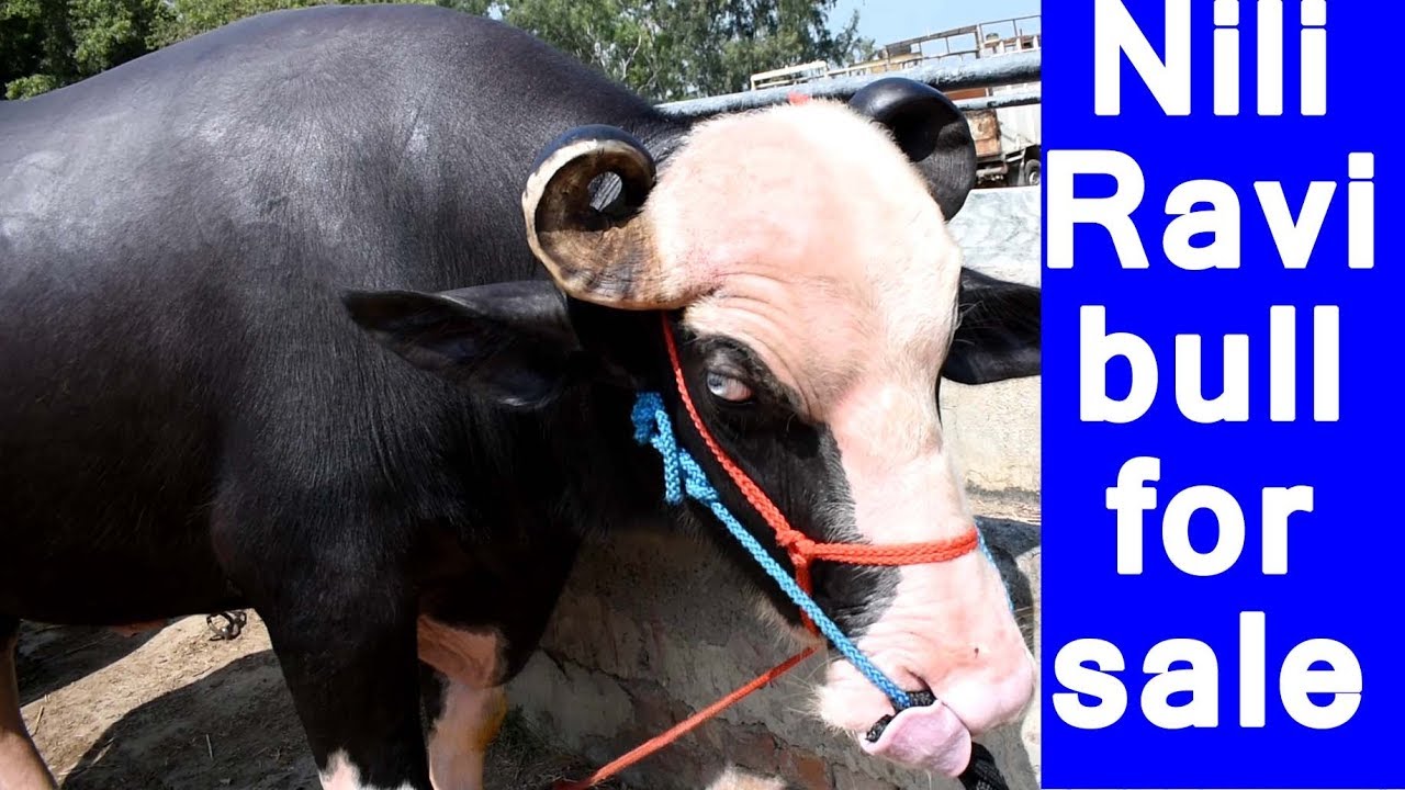 Nili Ravi bull from line of famous Badshah bull available for sale