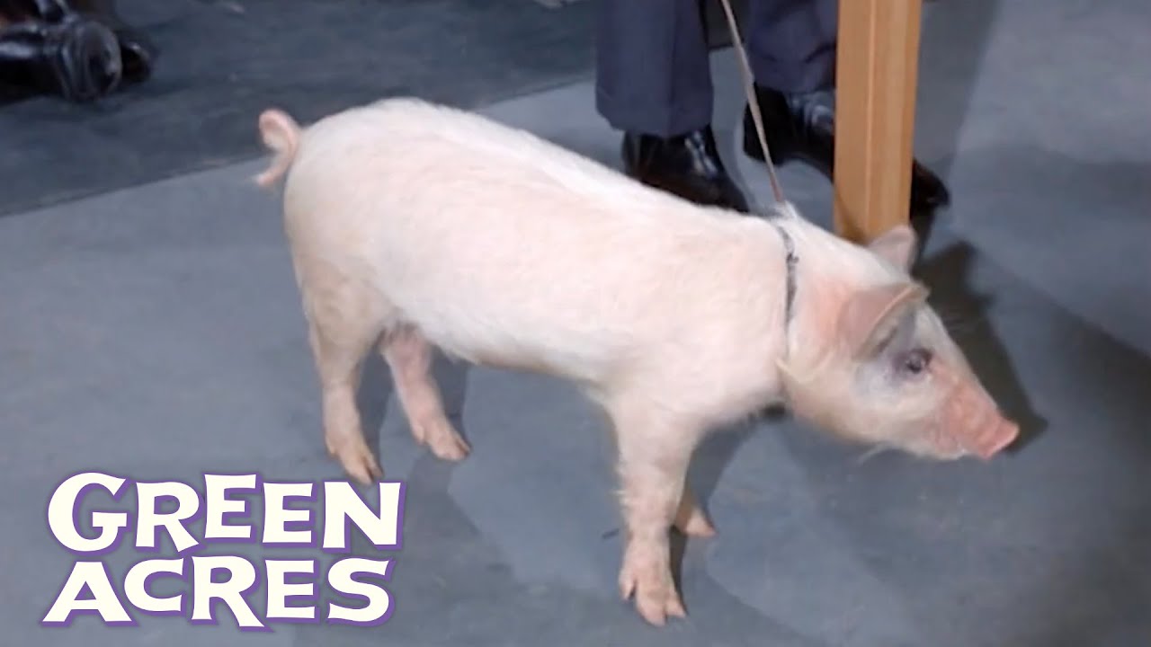 Arnold The Pig Gets Drafted For The Army? | Green Acres