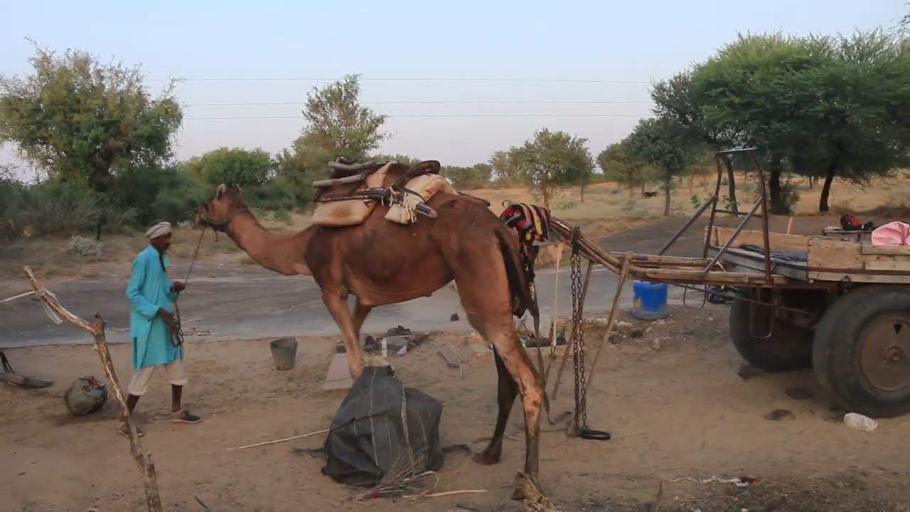 Farmers in the Thar Desert with a camel cart with special tyres.थार रेगिस्तान के किसान एक खास टायरों