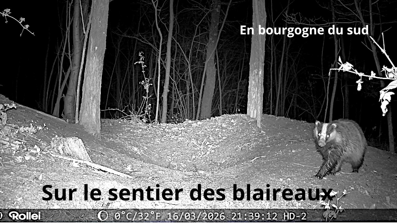 Sur le sentier des blaireaux