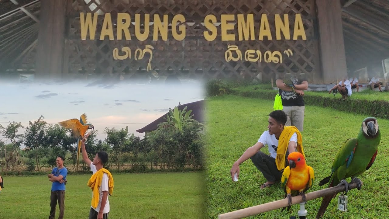FREE FLY WARUNG SEMANA.... CUAN SEVERE MACAW