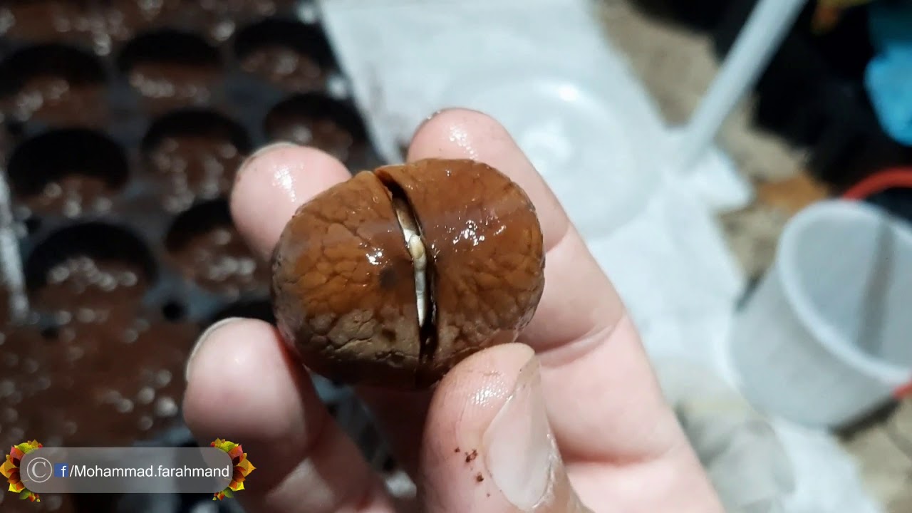 Easy propagation of walnuts by seeds.  تکثیر آسان گردو از طریق بذر