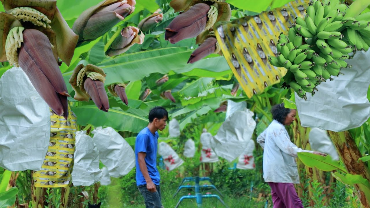 How to Grow Banana Tree - Easy and Effective Method