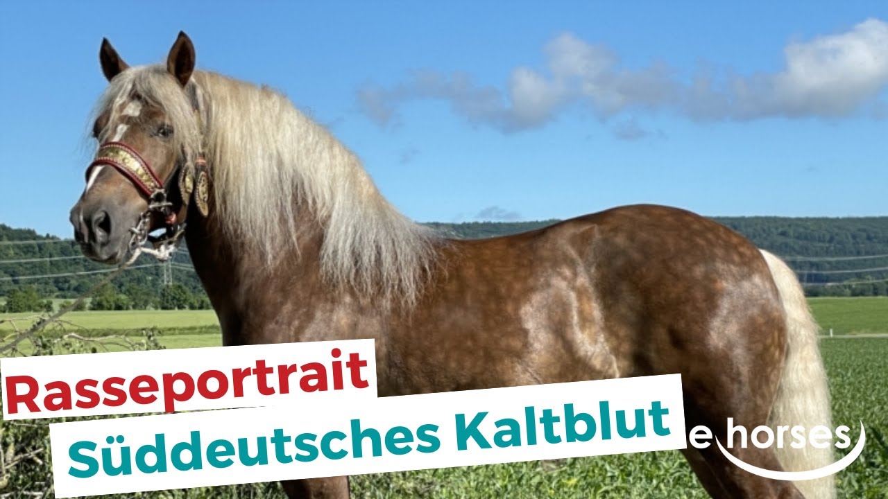 Das S&uuml;ddeutsches Kaltblut im Rasseportrait