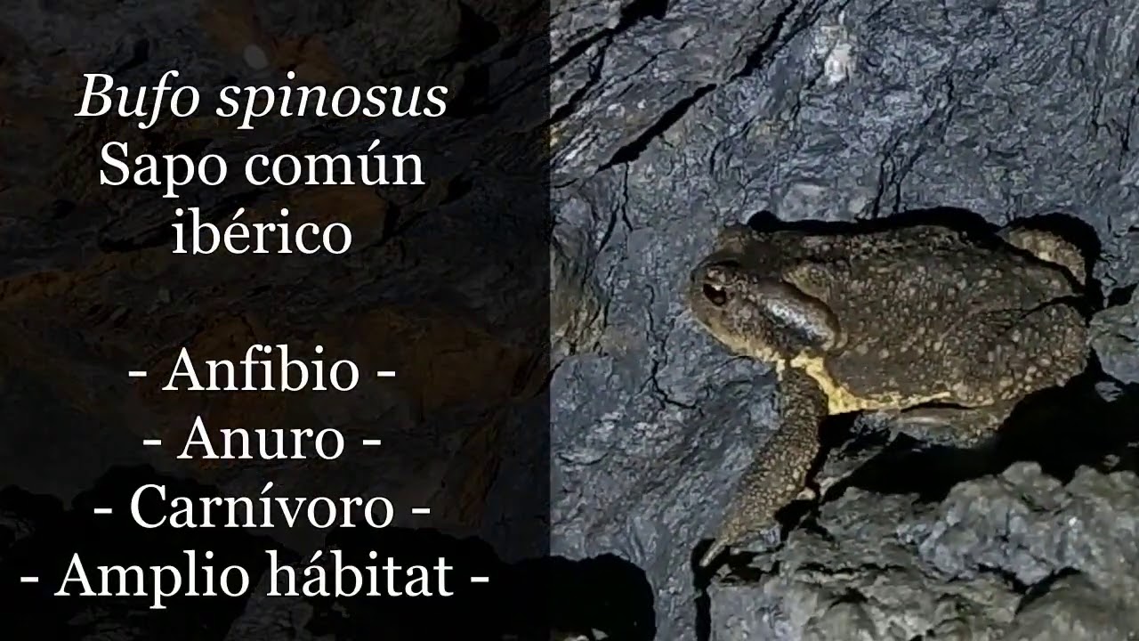 Microdocumental 5, Bufo spinosus (parte 2)