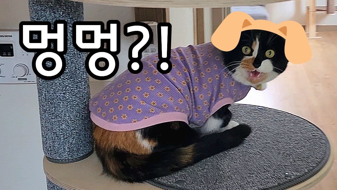 개 같은 고양이?
