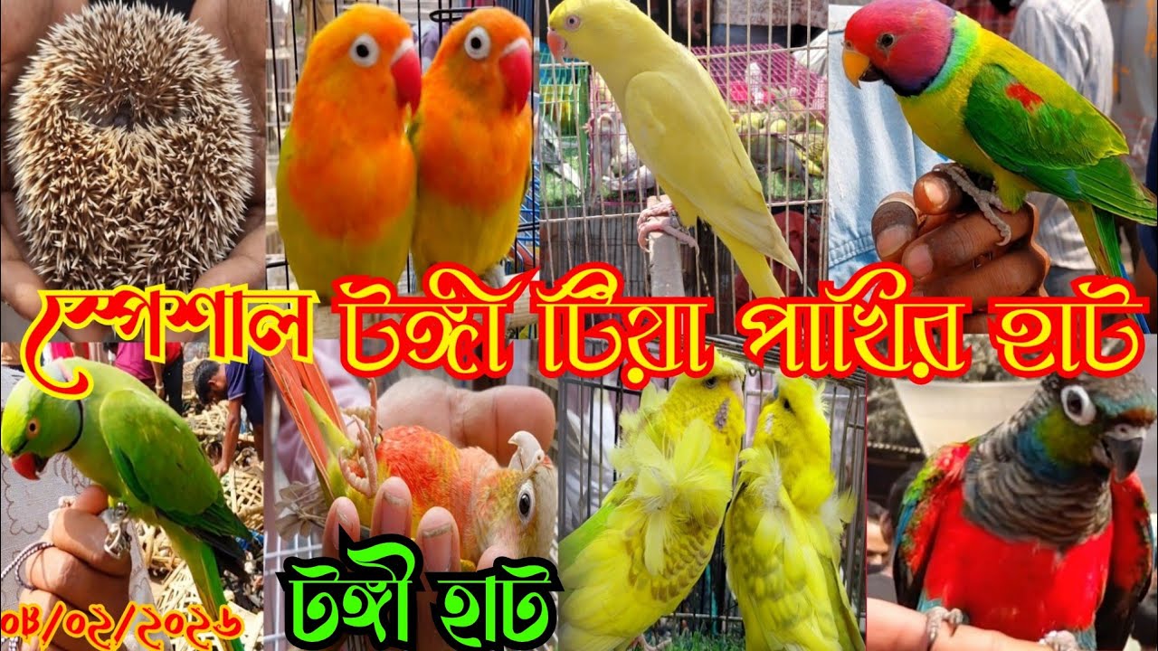 স্পেশাল টঙ্গী টিয়া পাখির হাট || Tongi Bazar Pakhir Hat || parrot market in Bangladesh || Tongi hat 