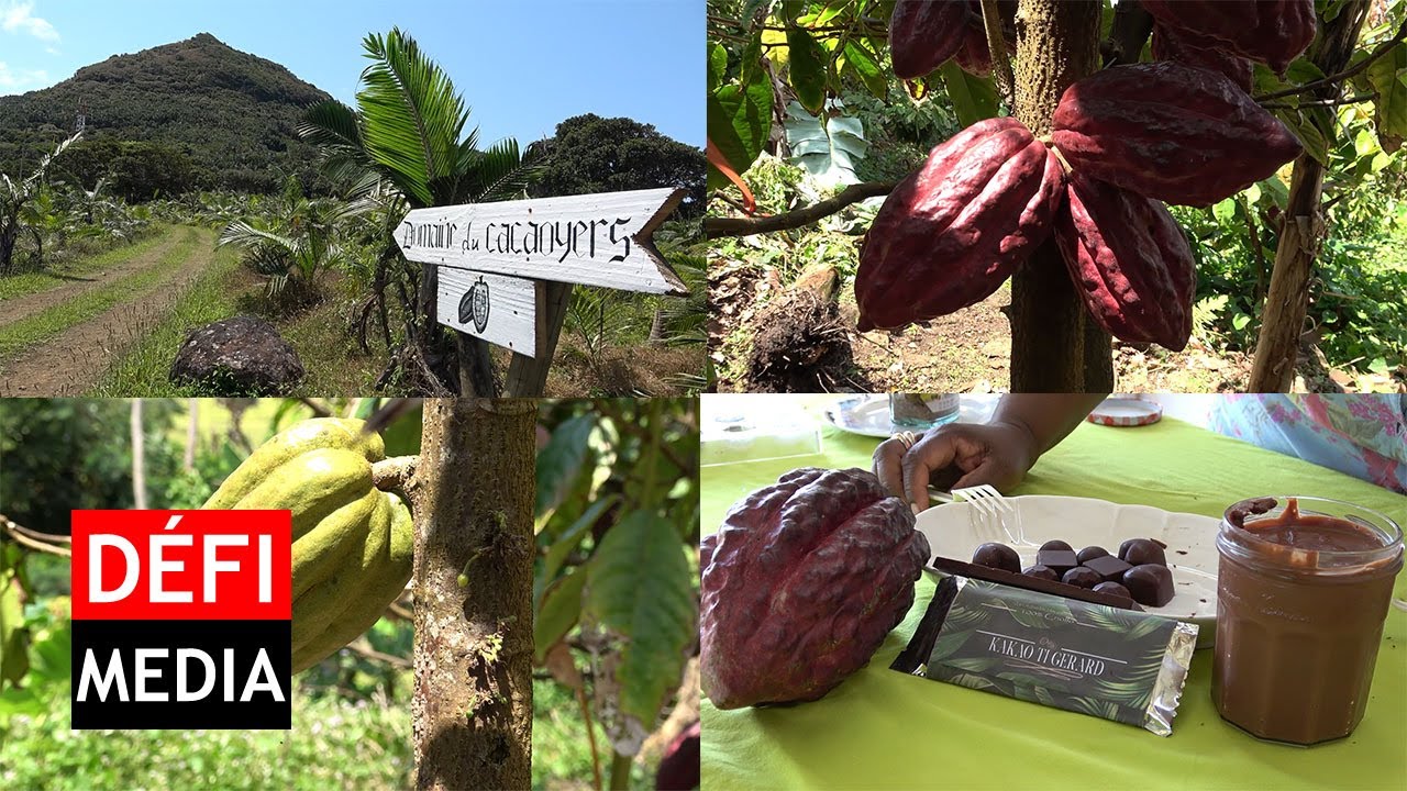 Sébastopol : à la découverte de l'unique culture du cacao à Maurice