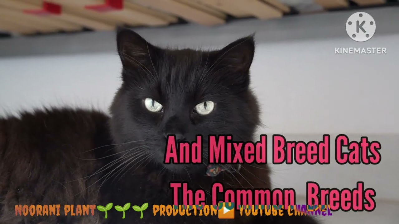 The Black and white Cats