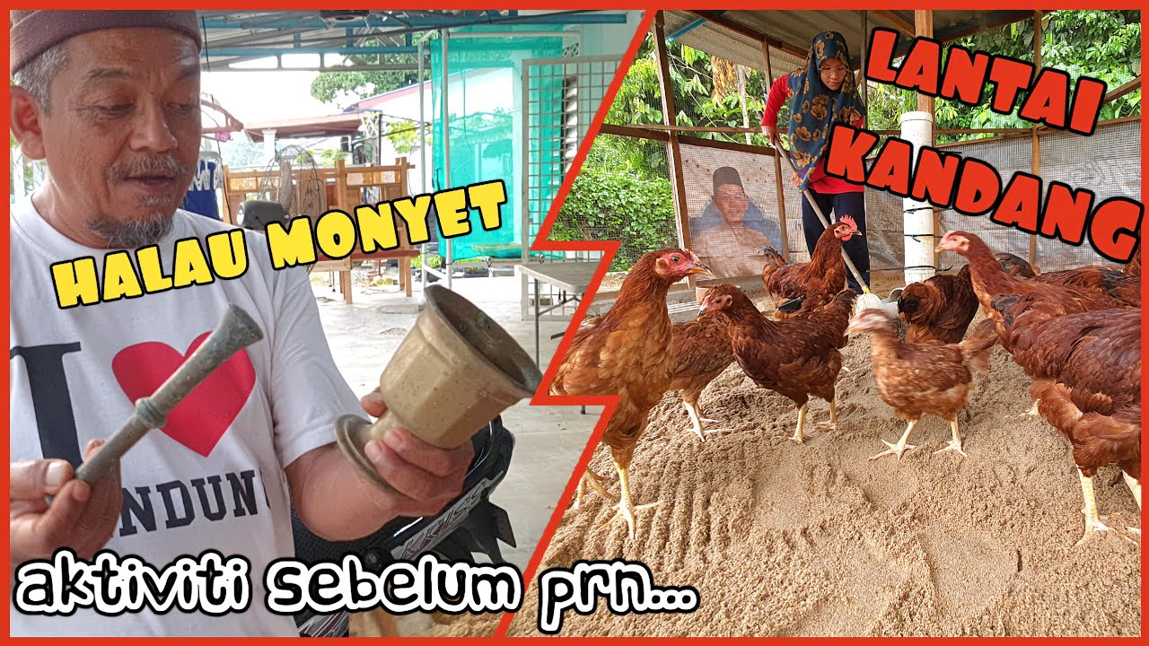 ✅️ CUBAAN HALAU MONYET DAN PROSES LANTAI KANDANG