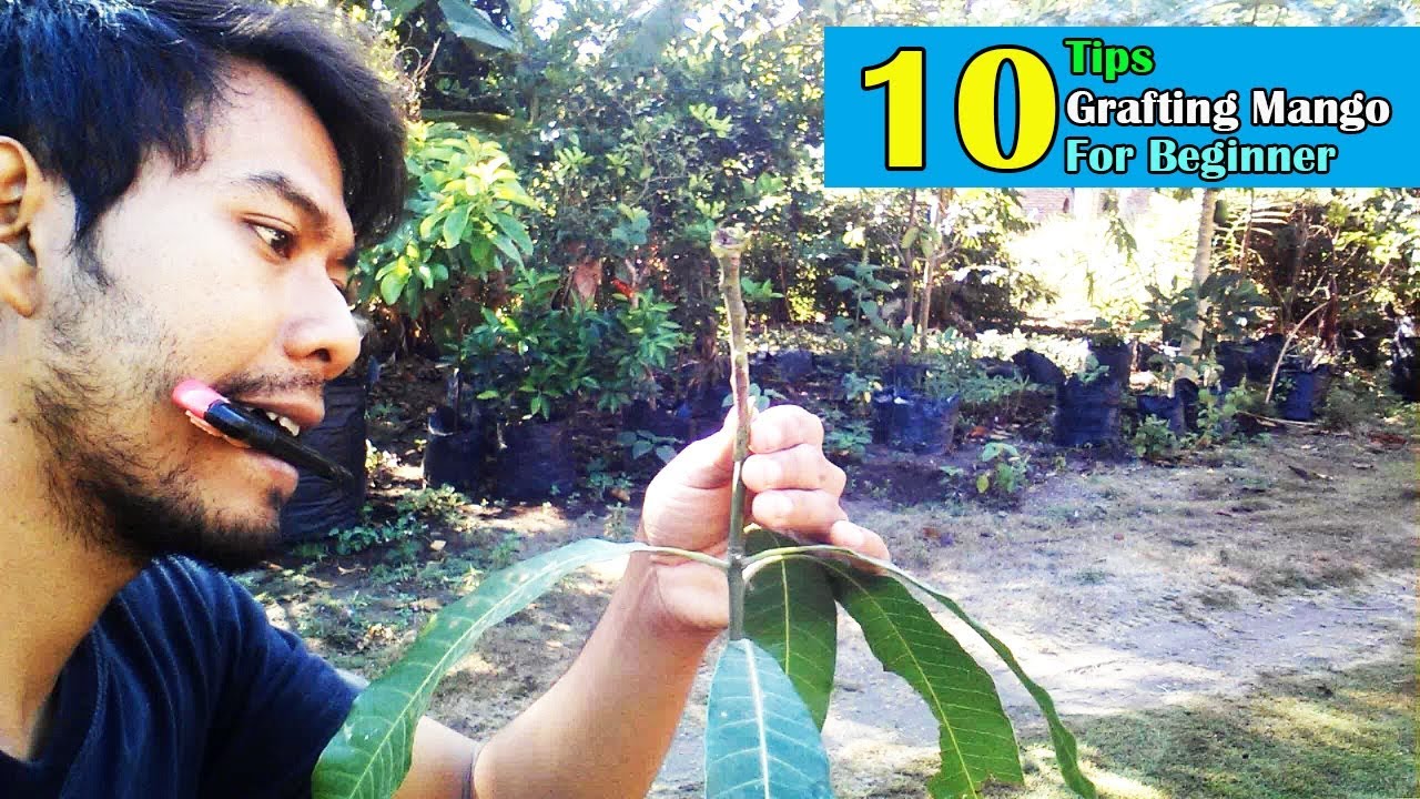 Awesome: 10 Tips Grafting Mango Trees For Beginner