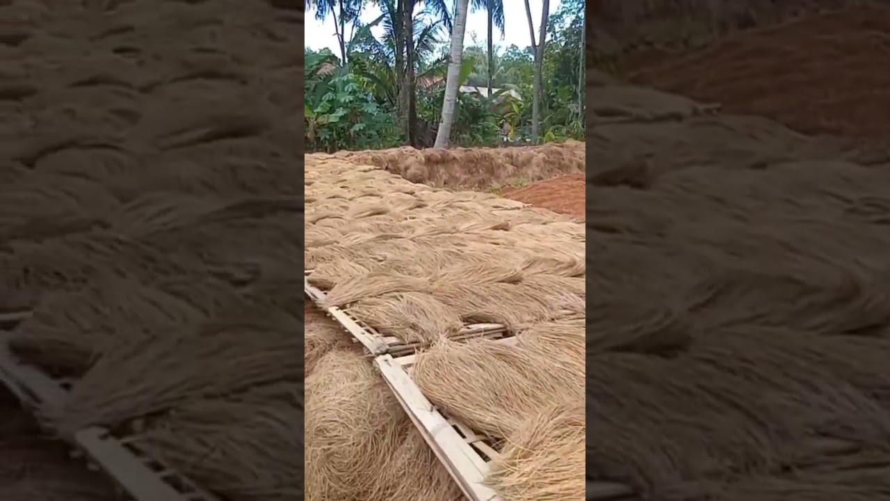coco bristle machine #coir #cocobristle #mesincocobristle #production #sorts #cocofiber #shortvideo