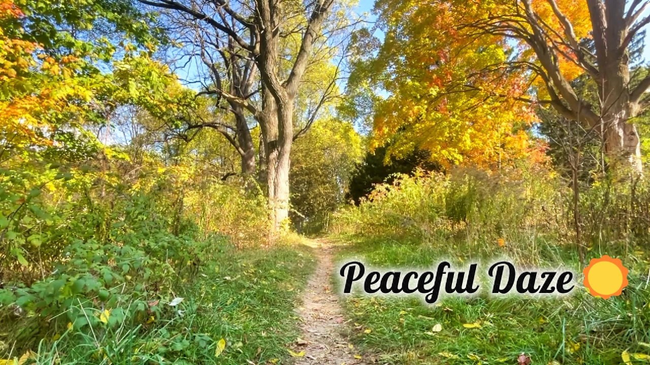 Quiet Forest Path With Soft Natural Ambience | 8 Hours | Peaceful Daze☀️