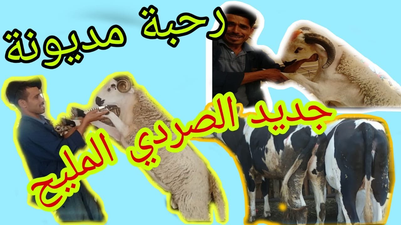 06.66.48.30.60 _جديد الصردي عند سعيد المزابي  سوق مديونة