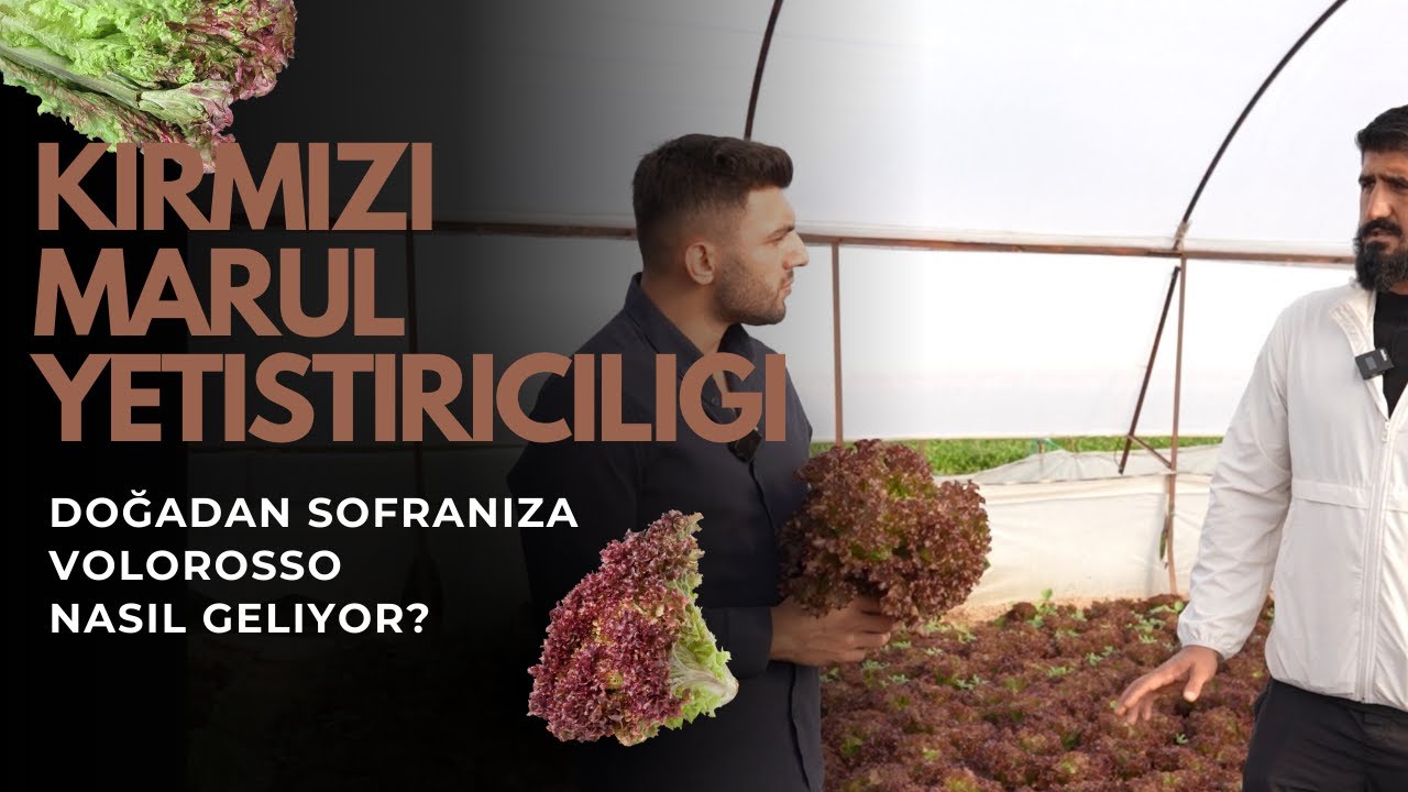 Volorosso ( Kırmızı) Marul Üretimi
