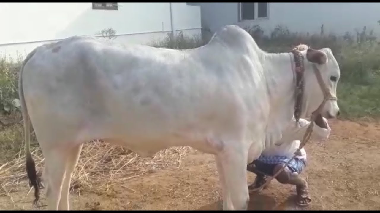ONGOLE FEMALE CALF OF SRINIVAS BANNU