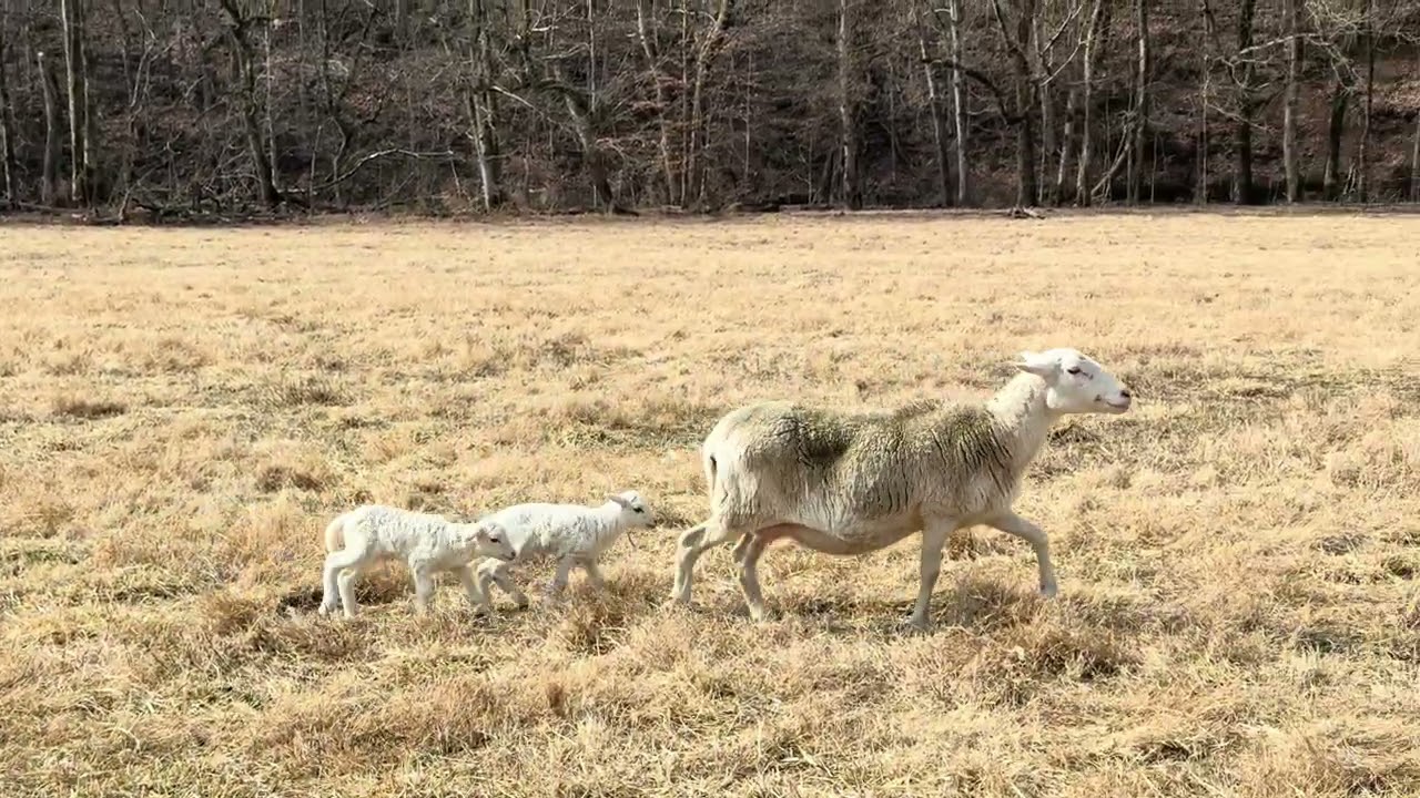 Willie working ewes with new babies 