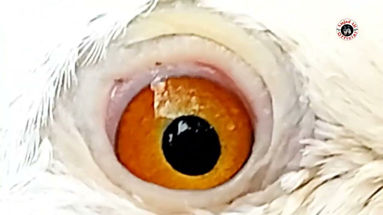 Low flying pigeon || chatri waly kabootar || 03301653889 || Amjad Ali Official