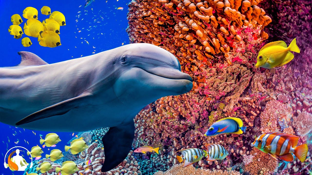 Невероятное морское приключение 🐳 Откройте для себя изящных морских обитателей в спокойном