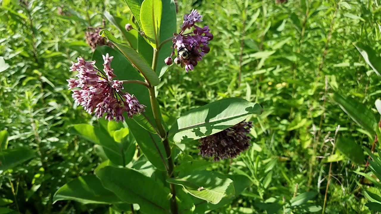 It's all about the Common Milkweed