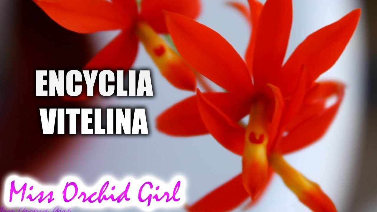 Encyclia vitellina, the bright orange Orchid + Care tips